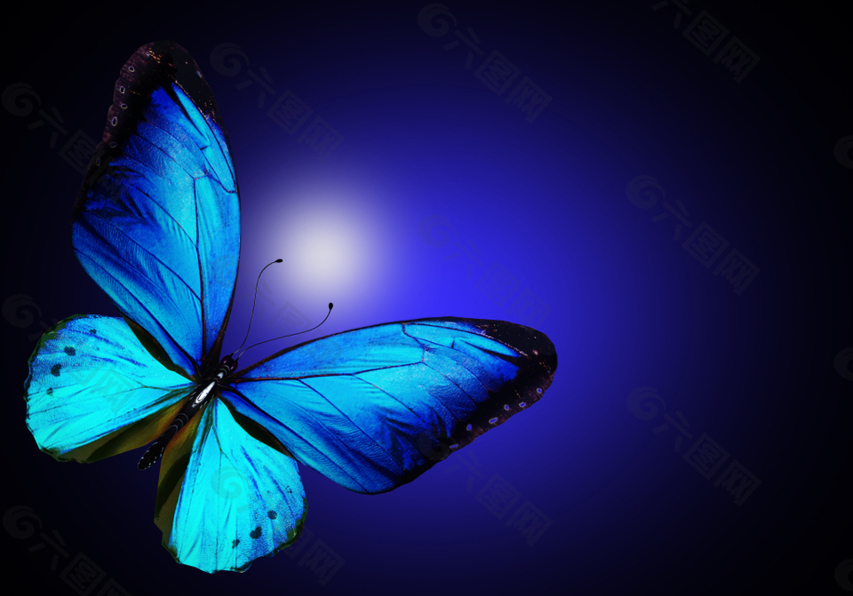美丽的蝴蝶与梦幻背景高清图片