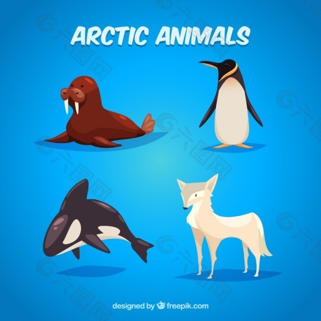 北极动物插图