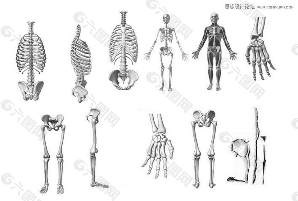 人体骨骼架构PS笔刷