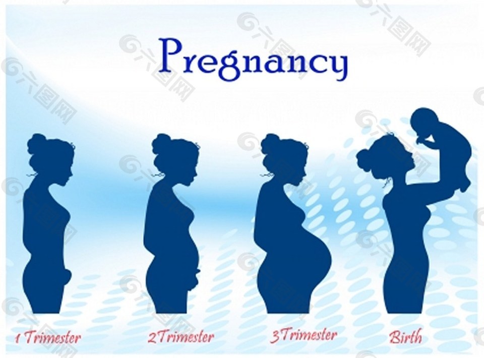 怀孕全过程简图