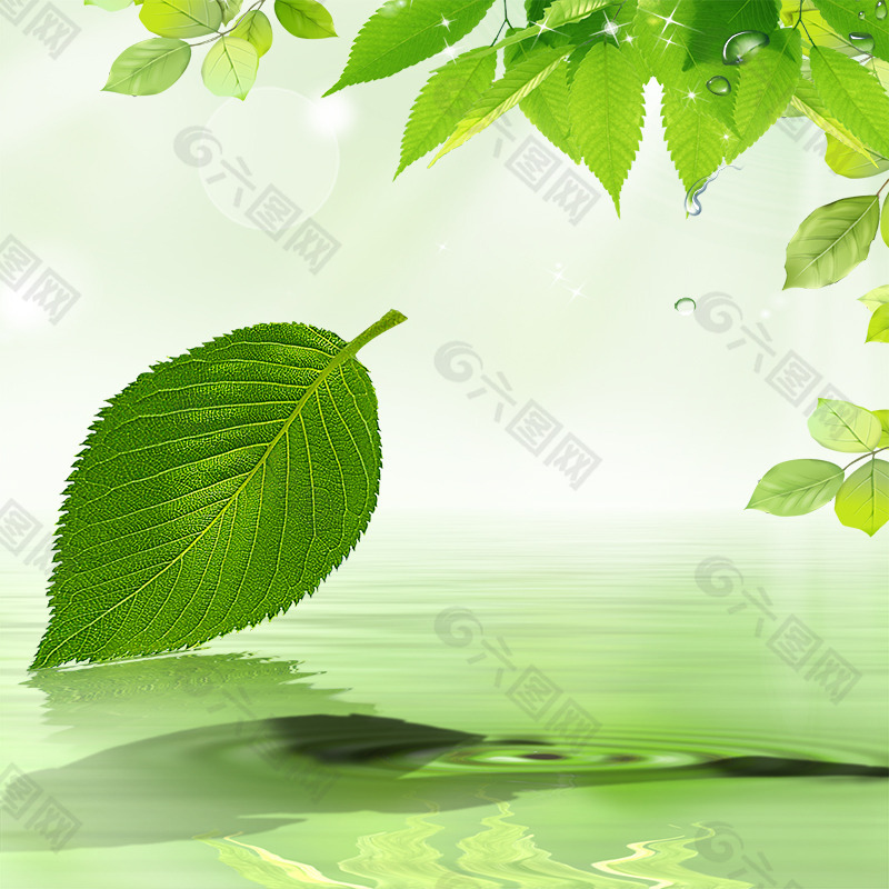 清新树叶化妆品主图背景素材免费下载(图片编号:7817529)-六图网