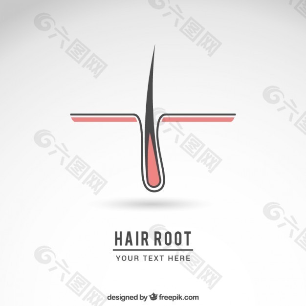 毛根的标志