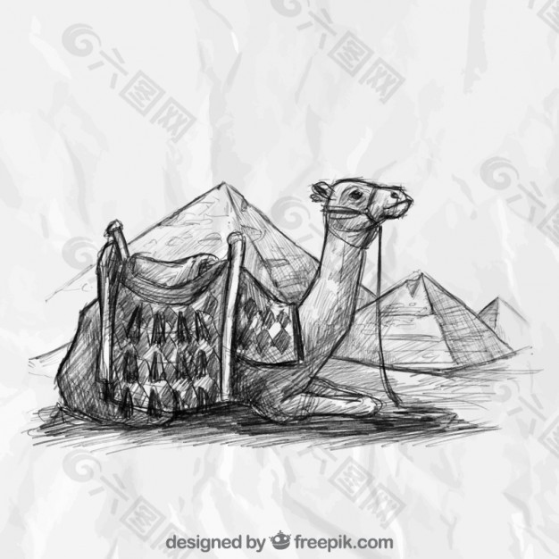 手拉骆驼和埃及金字塔