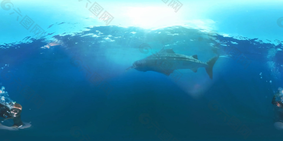 深海大鲸鲨VR视频