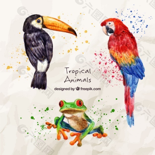 水彩画奇特鸟类与青蛙平面广告素材免费下载 图片编号 六图网