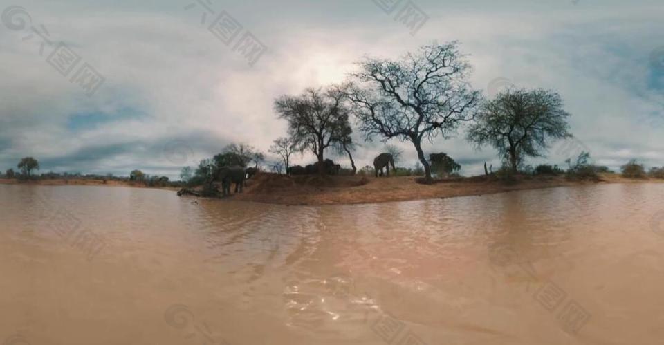 非洲大象VR视频
