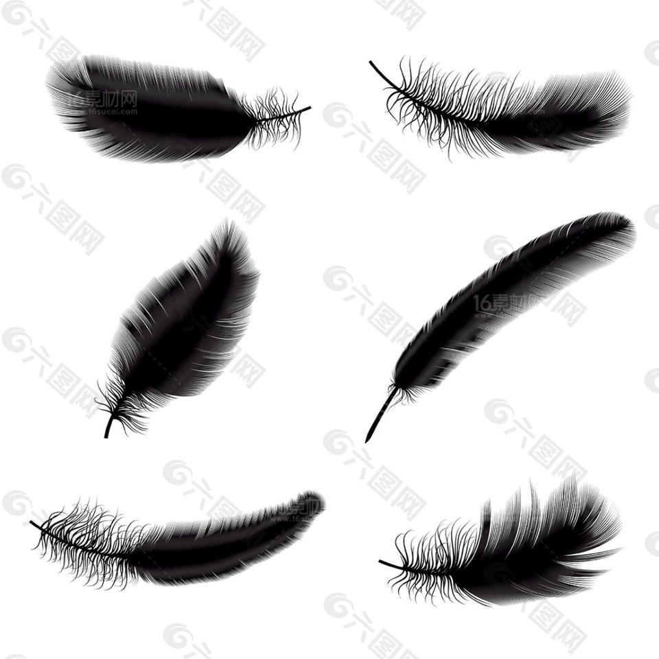 精美彩色羽毛设计矢量素材 黑色羽毛