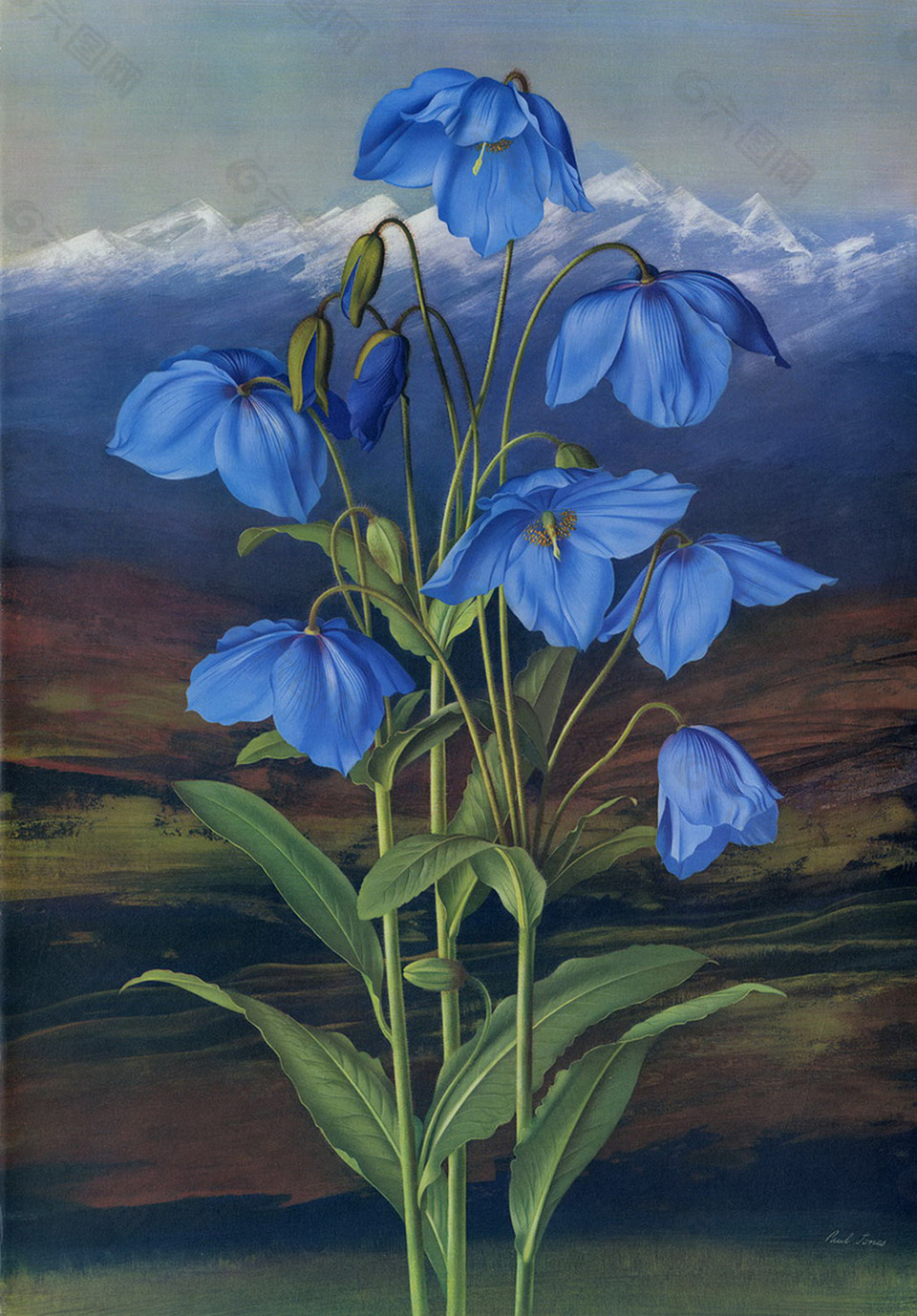 插画  手绘 蓝色花卉