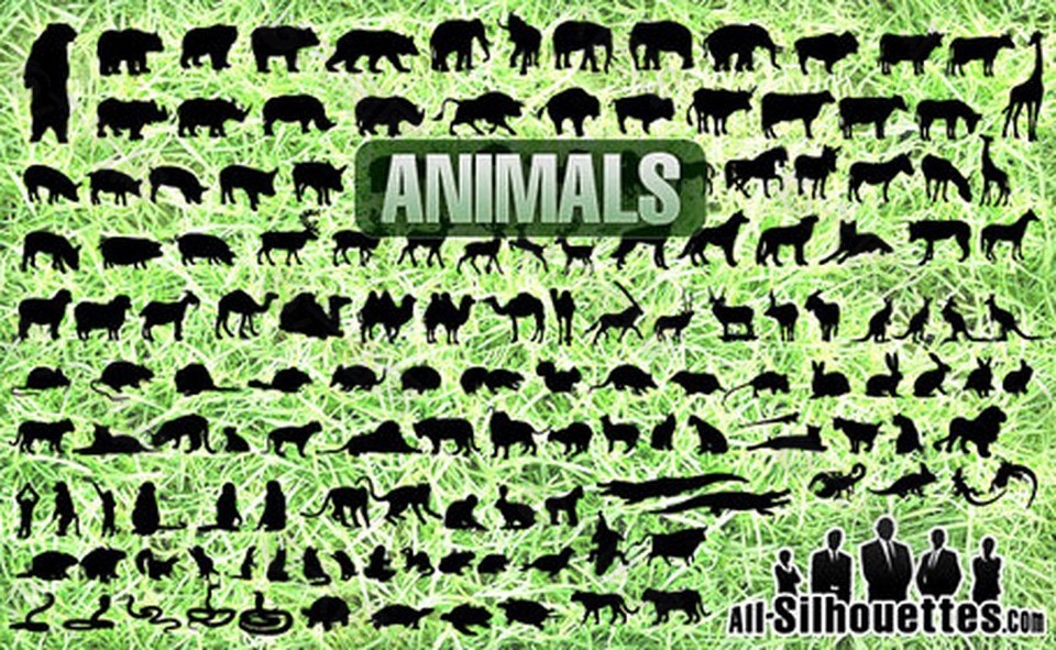 动物图案