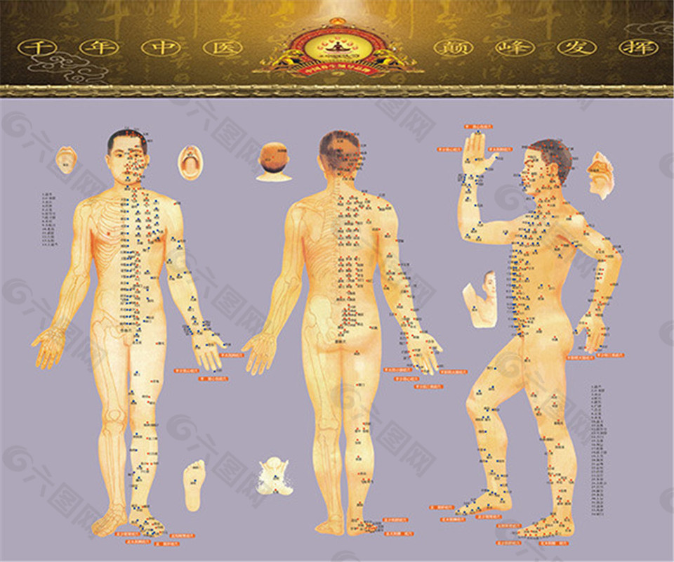 男性人体穴位图解