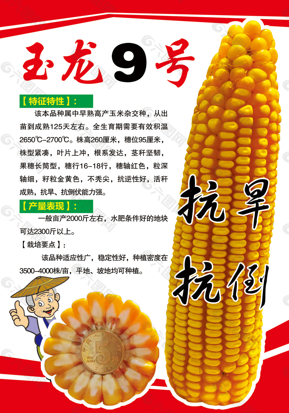 玉米种子玉龙9号平面广告素材免费下载(图片编号:7891079)