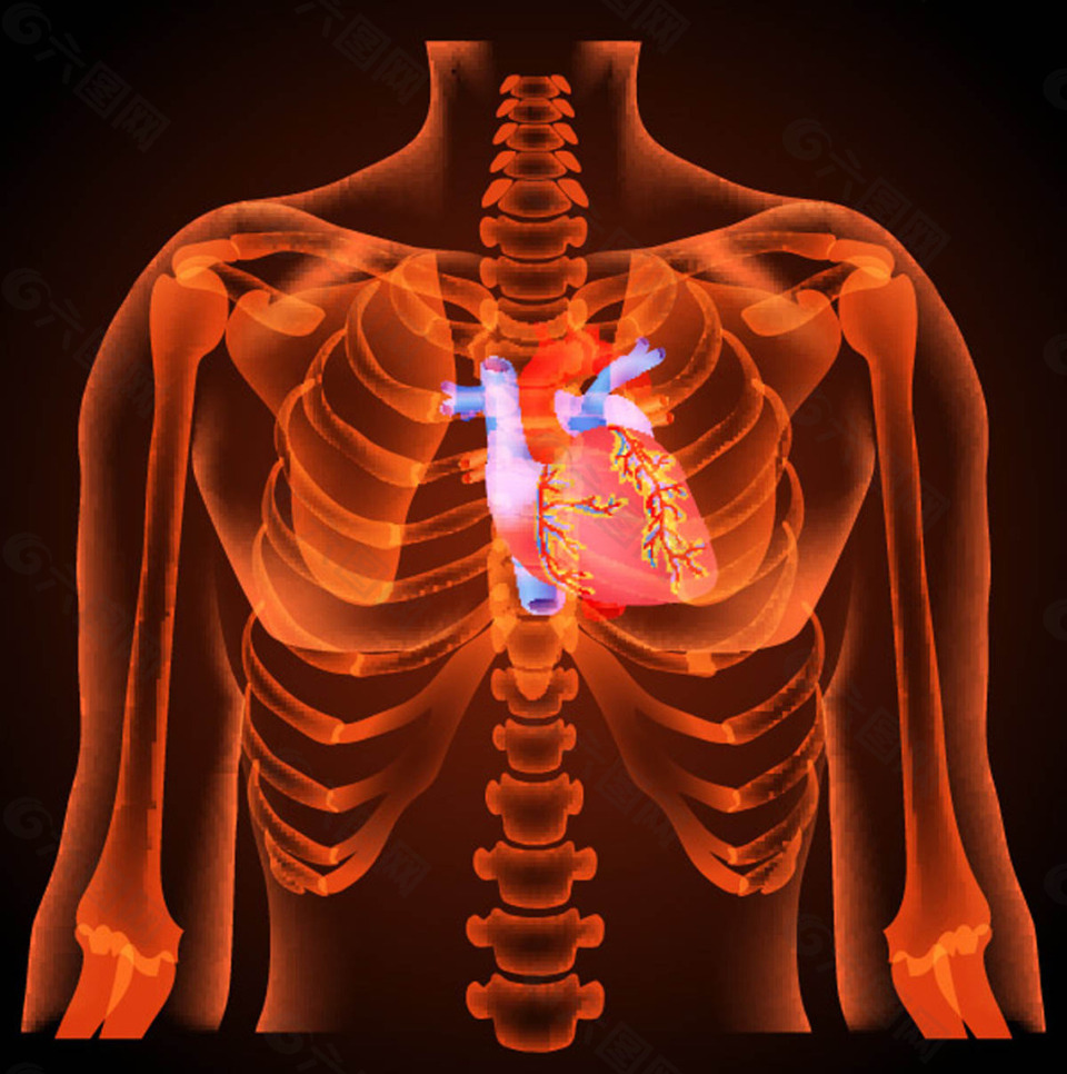 人体准确的心脏位置图片