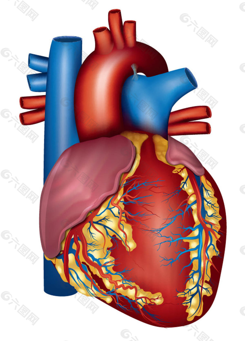 人体心脏器官设计平面广告素材免费下载(图片编号:7904688)