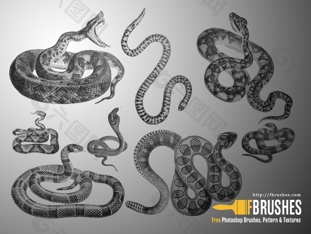 毒蛇、眼镜蛇、银线蛇、响尾蛇Photoshop蛇笔刷素材
