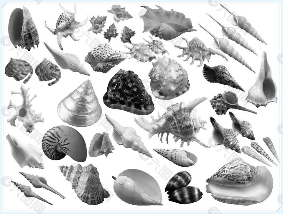 真实的海螺、贝壳图形Photoshop笔刷素材 #.3