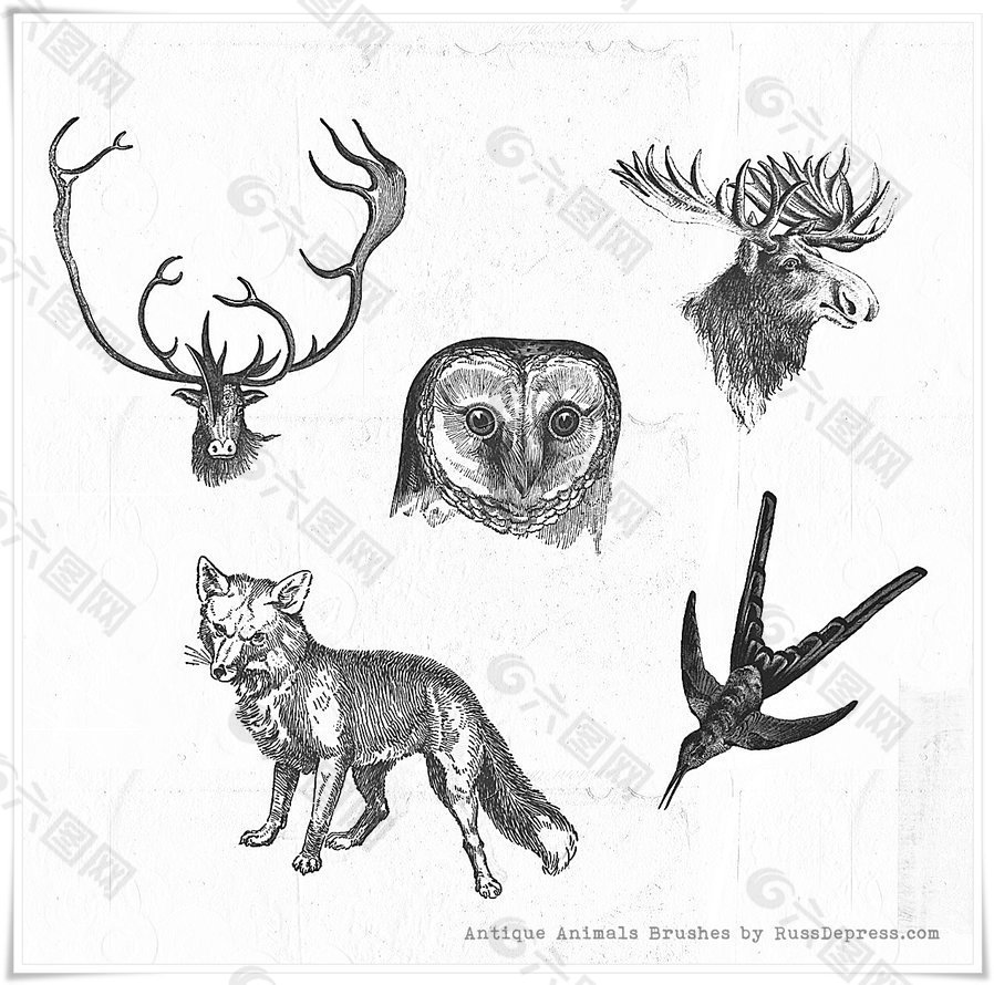 手绘猫头鹰、雄鹿头、狼、燕子图形图案Photoshop笔刷素材