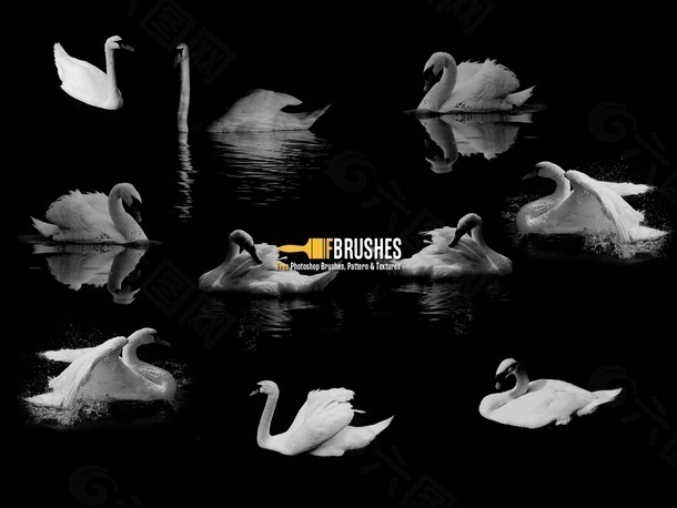 真实的各种白天鹅、鸭子姿势图案photoshop笔刷素材