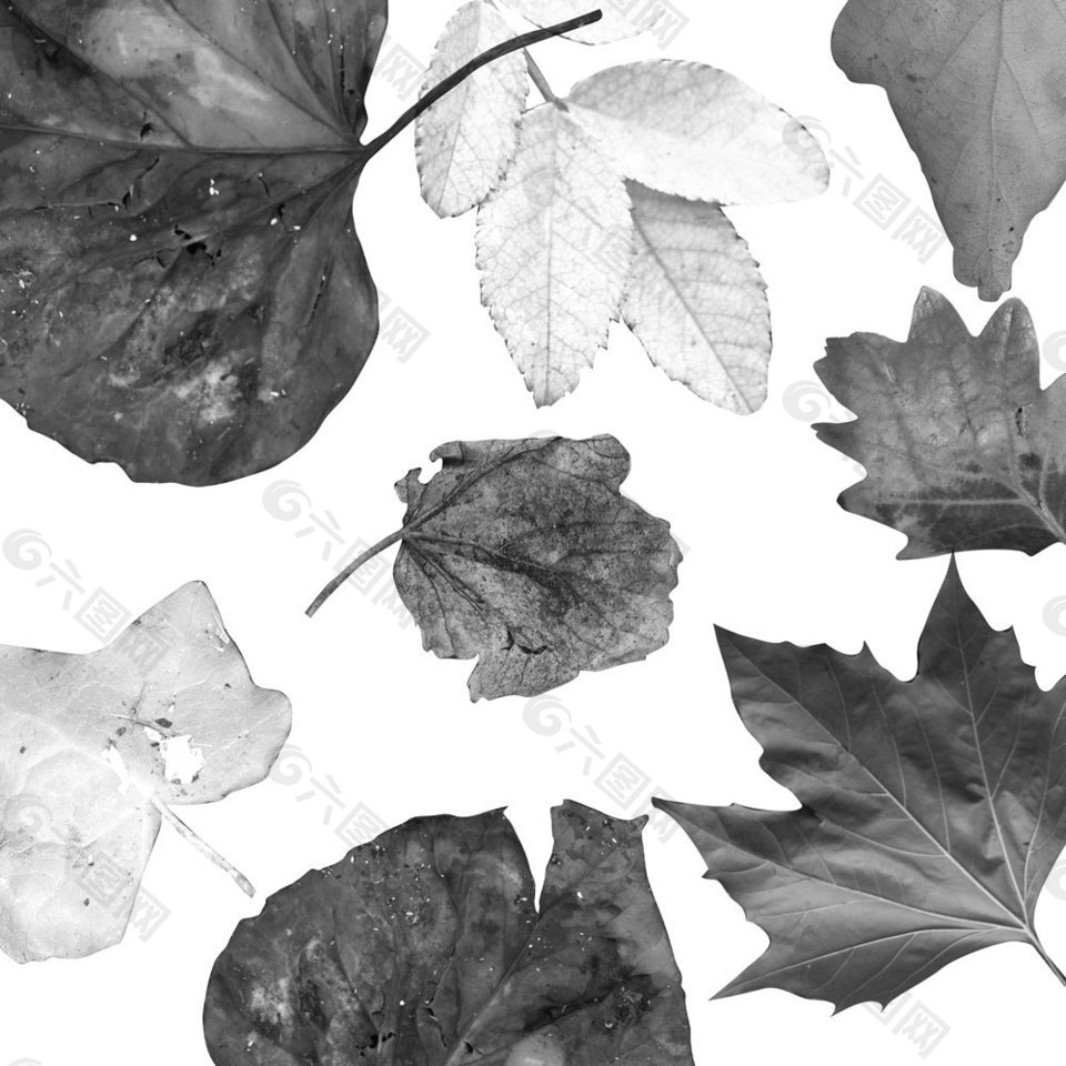 免费高清真实树叶、落叶、枯叶Photoshop笔刷素材