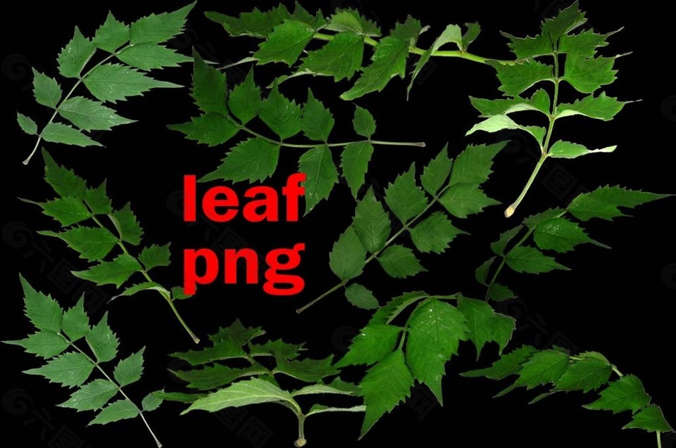 蕨类植物叶子、树叶Photoshop笔刷素材