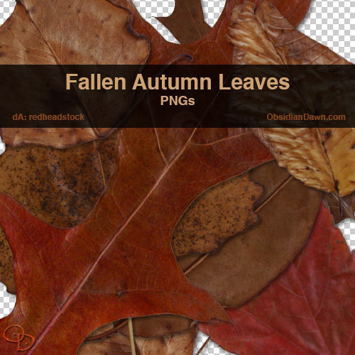 真实高清的树叶、枯叶、秋天落叶photoshop笔刷素材
