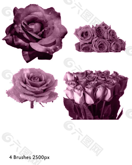 玫瑰花朵、玫瑰花束PS笔刷素材