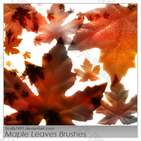 梧桐叶、树叶、秋天落叶photoshop笔刷素材