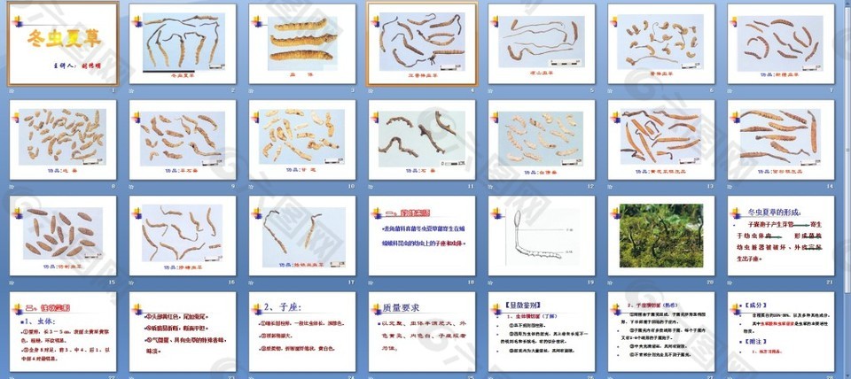 冬虫夏草课件