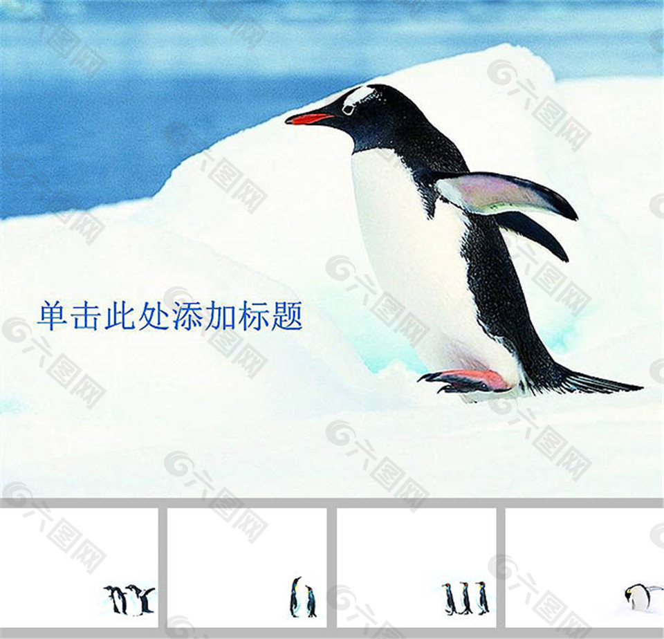 南极企鹅ppt背景图片