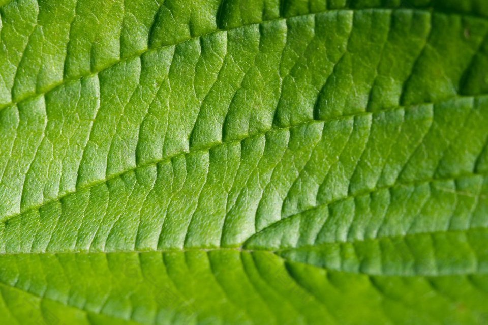 绿色植物叶子细节纹理图