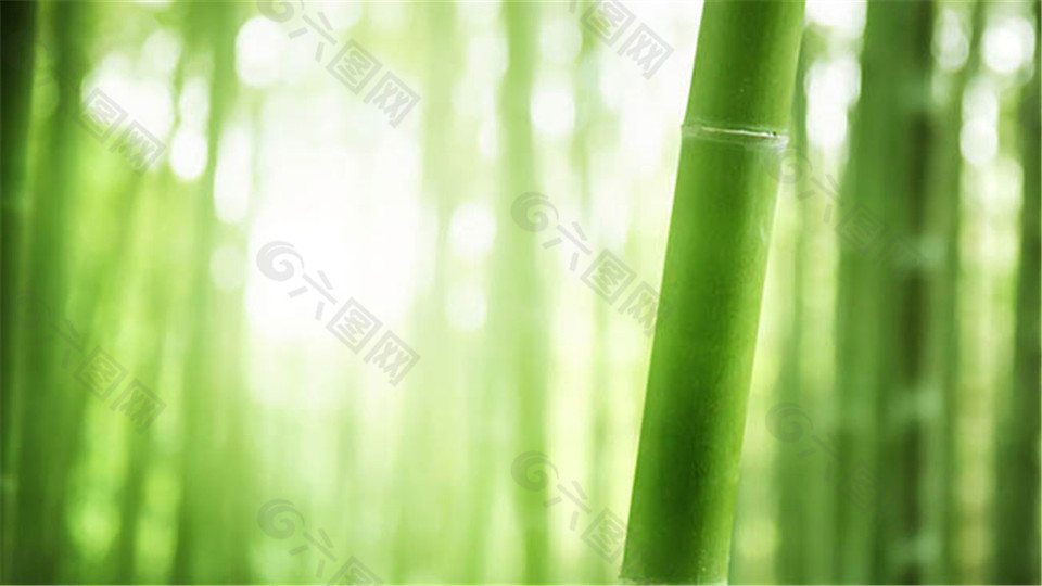 绿色竹林ppt背景图片