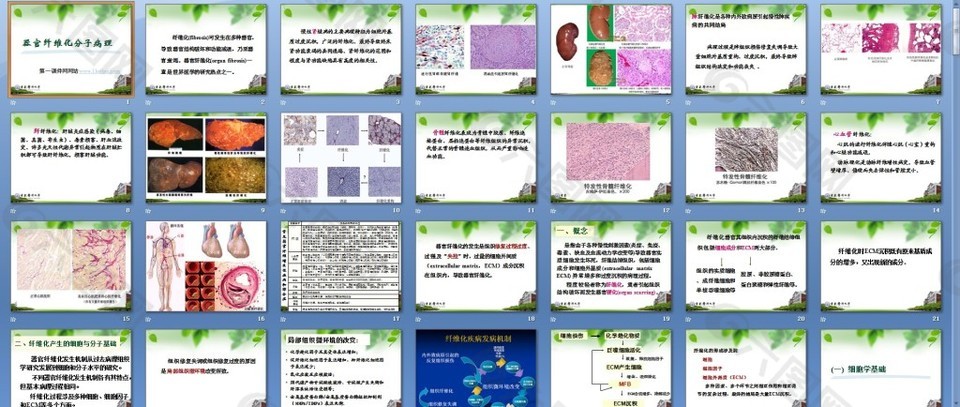 器官纤维化分子病理