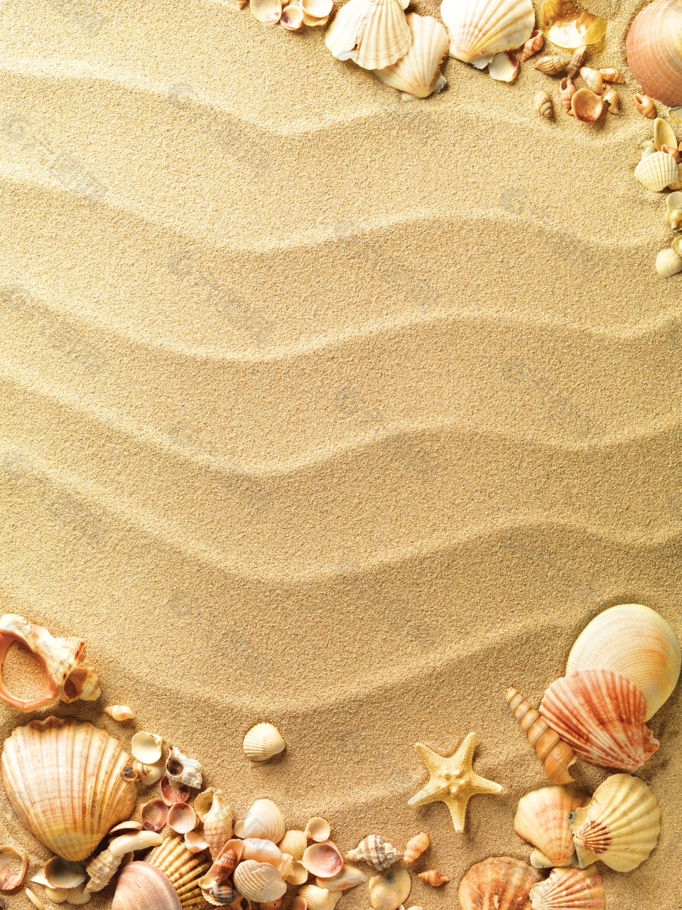 沙滩 贝壳 海星 背景