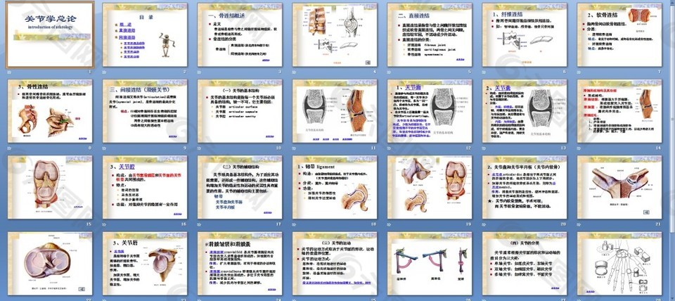 躯干骨连接人体解剖学课件