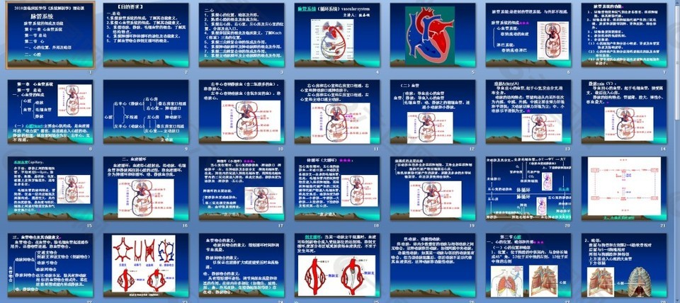 脉管系统人体解剖学课件