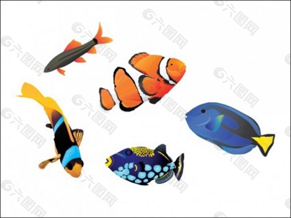 色彩斑斓的海洋鱼类插图