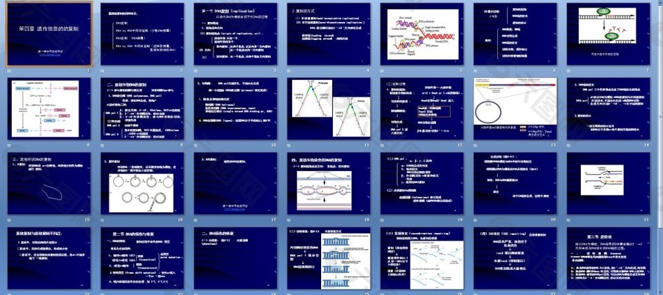 遗传信息的的复制