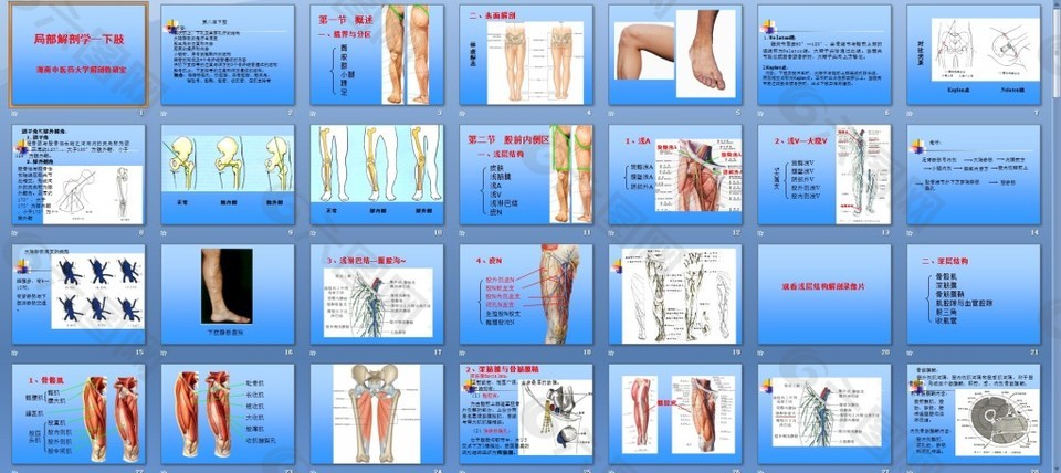 下肢-局部解剖