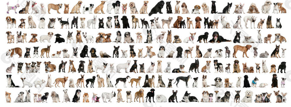 宠物狗品种图片大全三