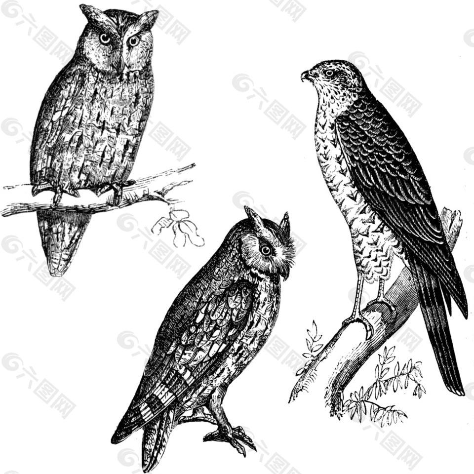 素描猫头鹰和老鹰