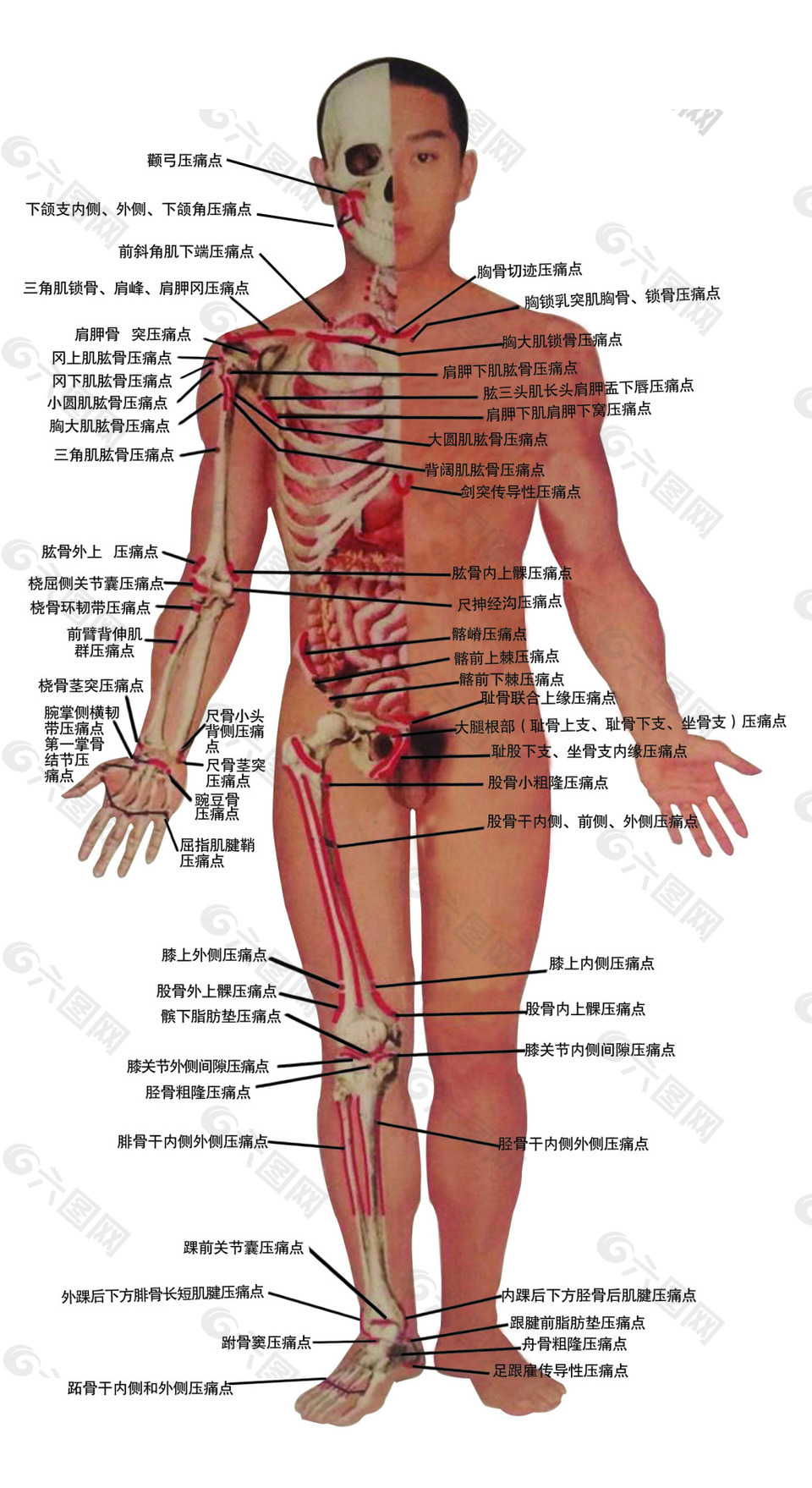 人体写真图片 人体写真素材 人体写真模板免费下载 六图网