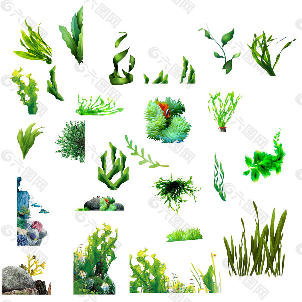 海藻素材设计元素素材免费下载 图片编号 六图网