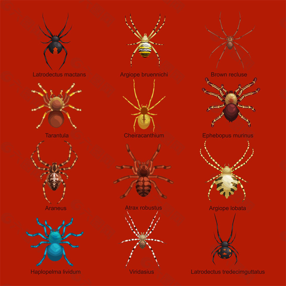 红色背景蜘蛛模型图片矢量