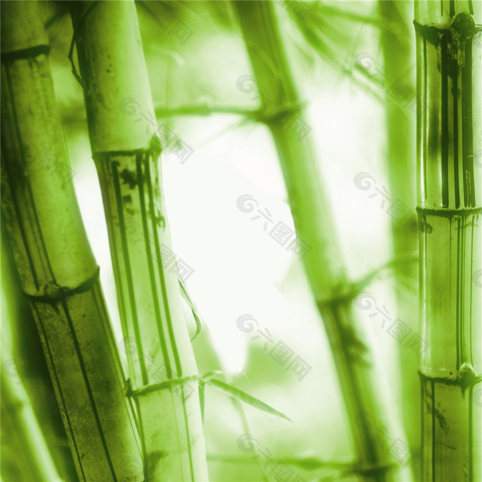 高风亮节绿竹装饰画