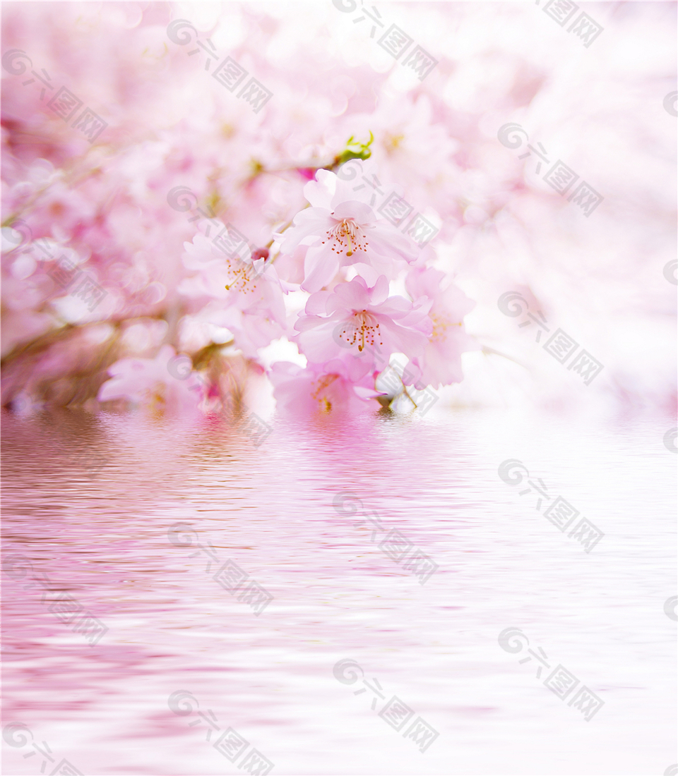 粉色樱花吊顶灯图案