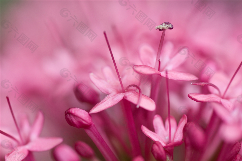 粉色小花吊顶图案