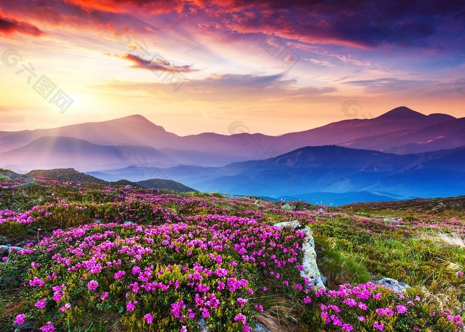 夕阳下花开漫山装饰画