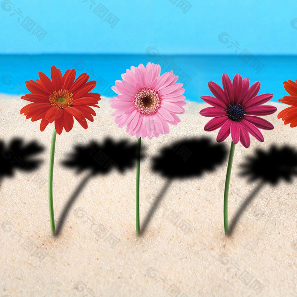 沙滩花朵及影子装饰画
