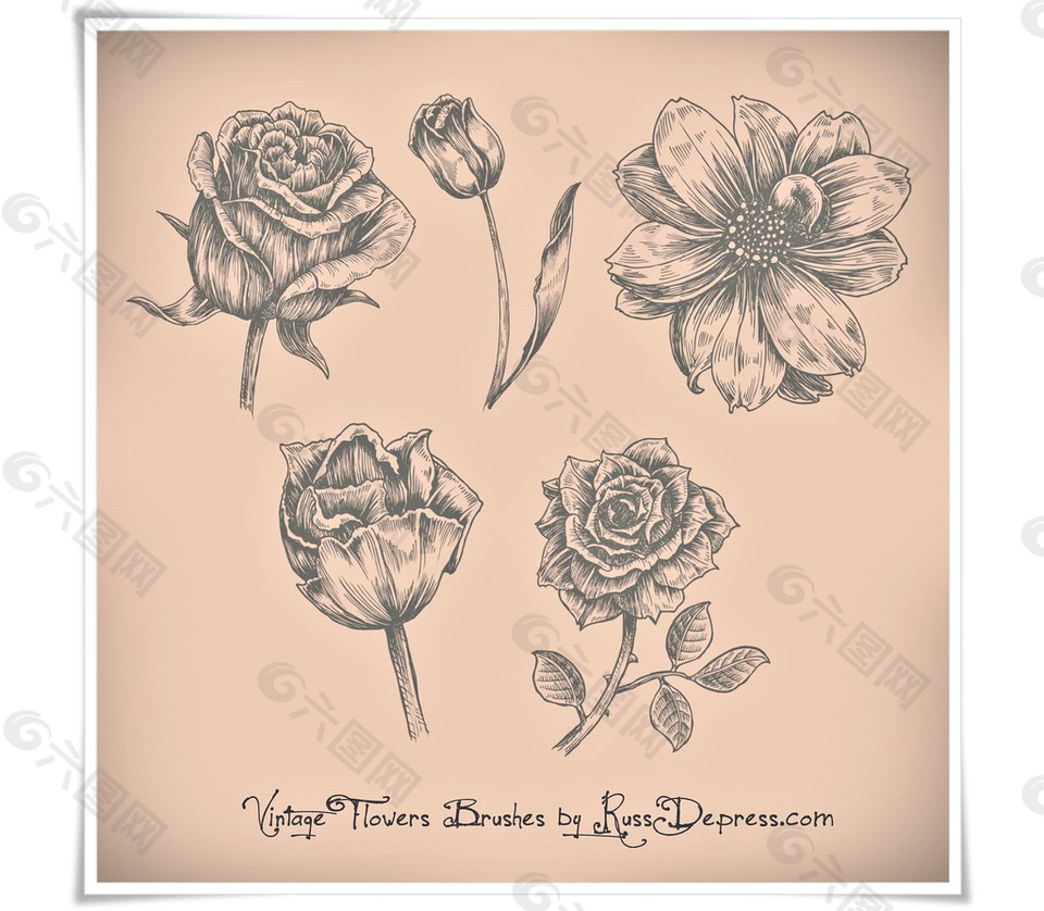 复古的玫瑰花和花卉PS笔刷