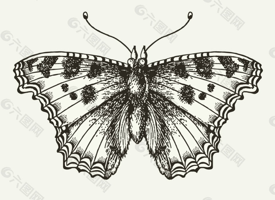 黑白手绘蝴蝶图案