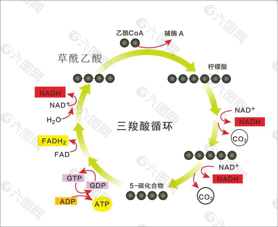 三羧酸循环 图解 柠檬酸循环